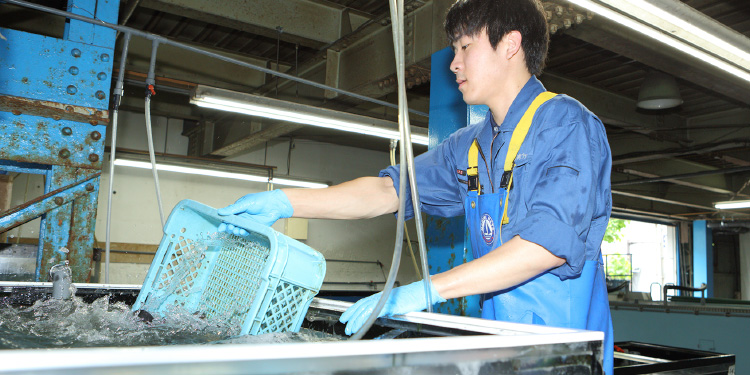 Torafugu was transported while swimming from the production site, after the weighing, there is no abnormality such as a scratch or the like, the craftsman carefully confirmed visually one by one tail. After that, it is transferred to a large aquarium and swim  freely, keep more high quality tiger fugu to the store.